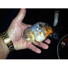 5 inch Calico Oranda. 5 inch plus. You are buying one!  SOLD